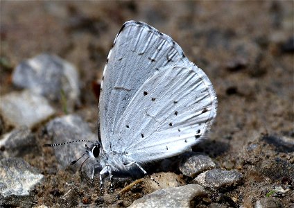 AZURE, APPALACHIAN or SUMMER (Celastrina neglectamajor or neglecta ) (05-05-2023) cades cove, great smoky mt nat park, blount co, tn -01 (1)