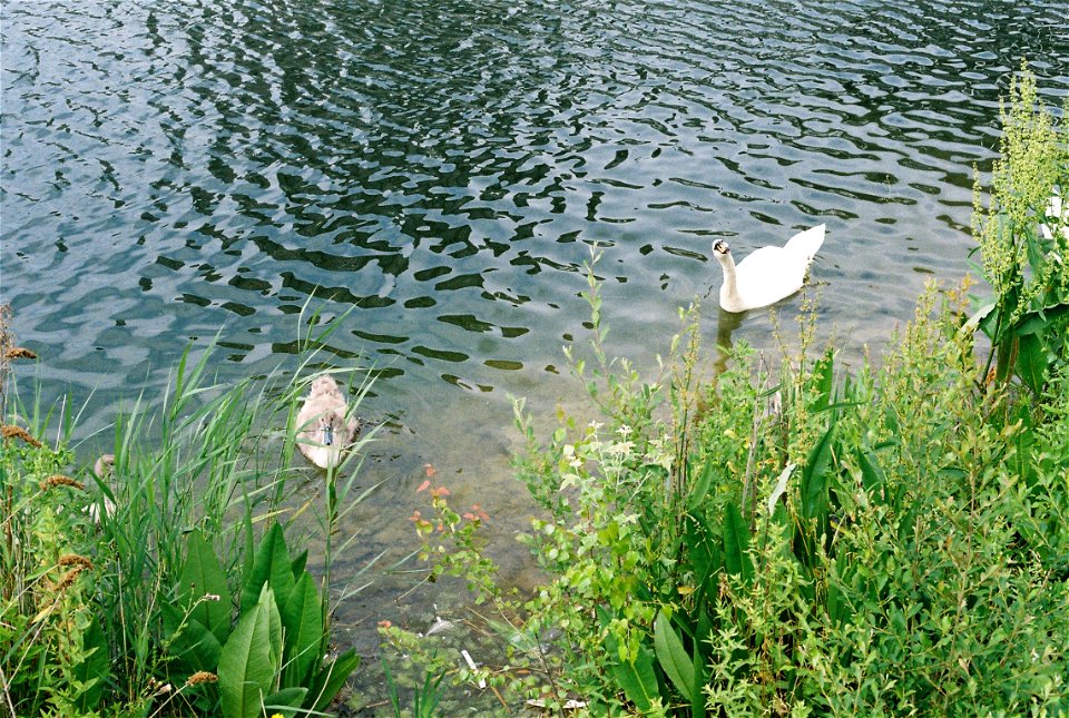 Swans at Canada Water