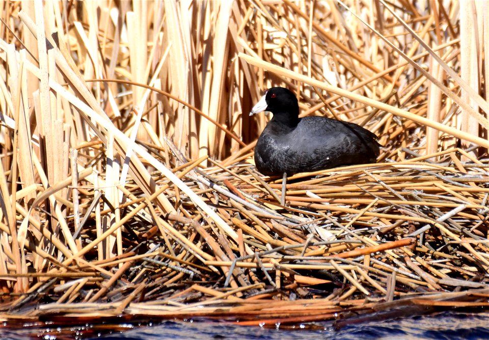 American coot on Seedskadee National Wildlife Refuge