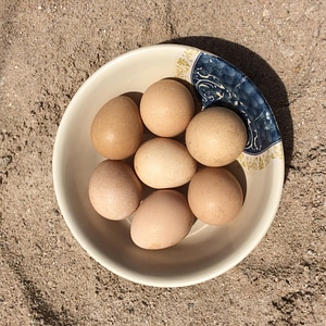 Foods eggs sand photo