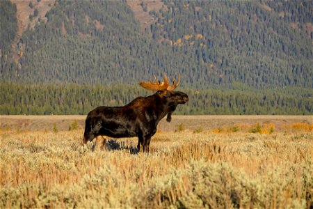 Moose photo