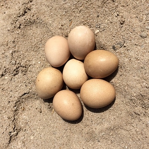 Food eggs sand photo