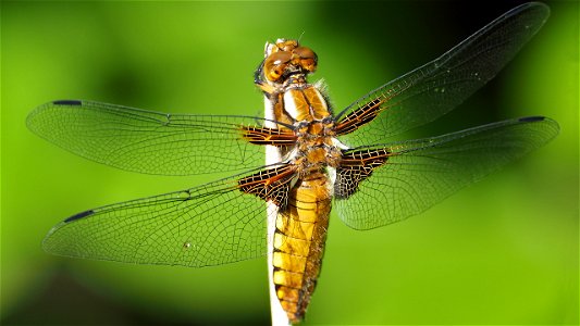Libellula depressa (Plattbauch-Libelle) - Weibchen