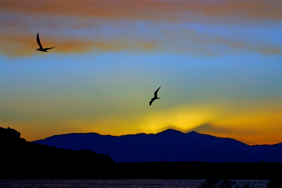 Caspian terns at sunset at the Salton Sea