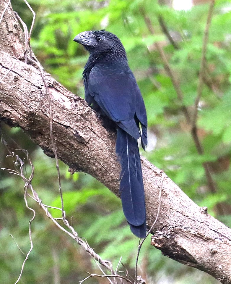 448 - GROOVE-BILLED ANI (12-07-2022) national buttrerfly center, mission, hidalgo co, tx -03