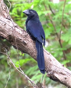 448 - GROOVE-BILLED ANI (12-07-2022) national buttrerfly center, mission, hidalgo co, tx -03