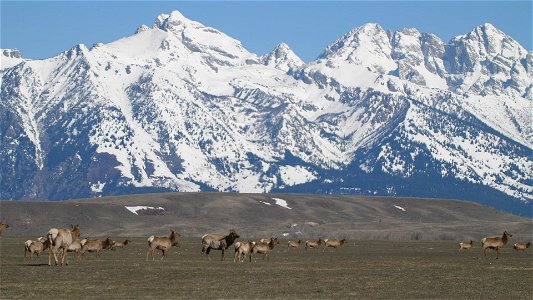 Elk on the move! photo