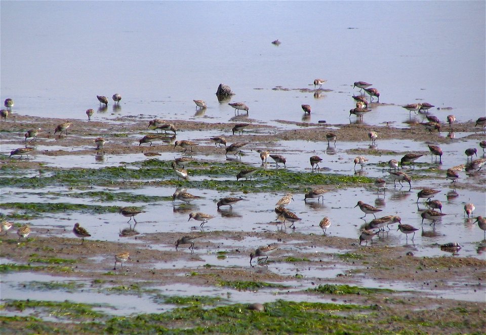 Western Sandpipers photo