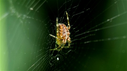 Araneus diadematus (Gartenkreuzspinne) photo