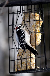 Downy woodpecker at a suet feeder photo