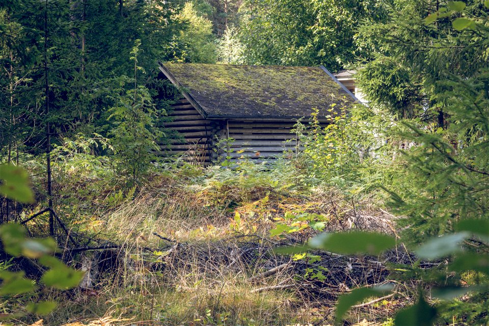 Shed in the woods photo