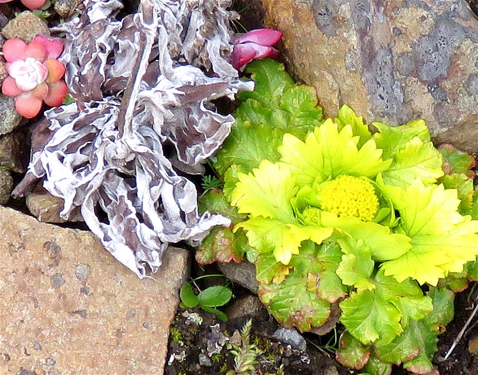 Sanicula arctopoides (Footsteps of spring) ( (03-05-2022) point st george, del norte co, ca (2)