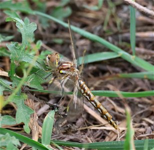 MEADOWHAWK, VARIEGATED (Sympetrum corruptum) (01-09-2023) immature, santa ana national wildlife refuge, hidalgo co, tx -01