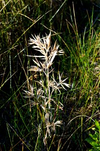 Dichanthelium scoparium  KG