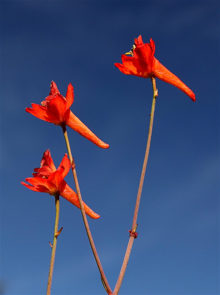 Delphinium nudicaule (Red Larkspur) (04-07-2022) along takilma road - FR 4904, near state line, del norte co, ca -02 ID UNCERTAIN out of range