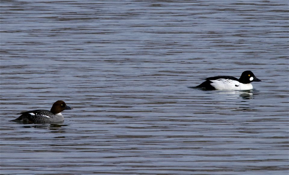 Common Goldeneyes - KNPP - _MG_7529-1