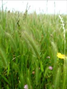 Hordeum geniculatum All., 1785