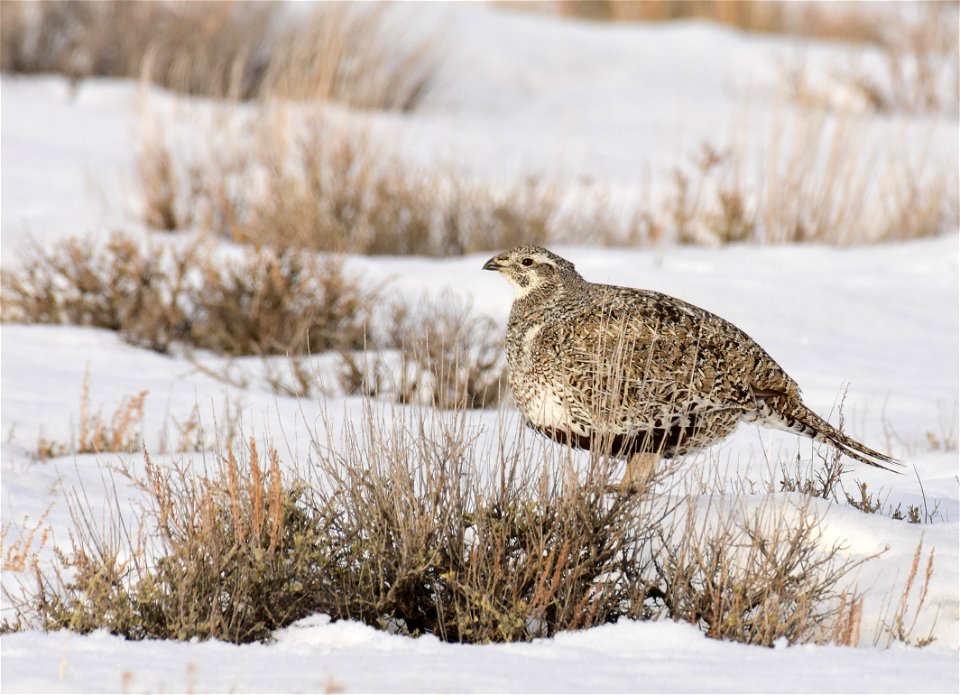 Greater sage-grouse on Seedskadee National Wildlife Refuge