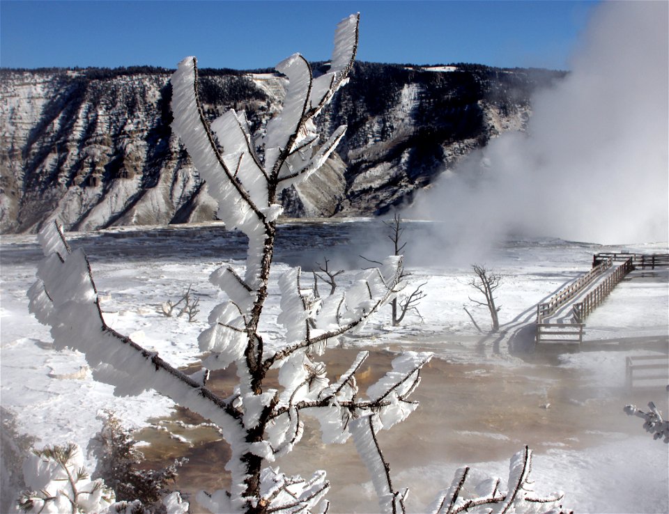 Rime ice at Mammoth Hot Springs Terraces photo