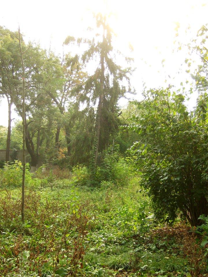 ploaie Panduri (11)