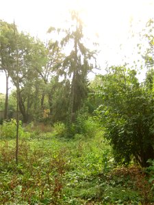 ploaie Panduri (11)