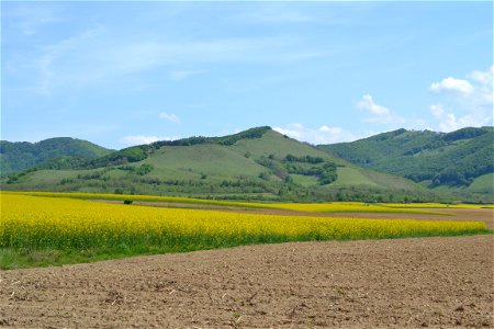 Rapeseed Field photo