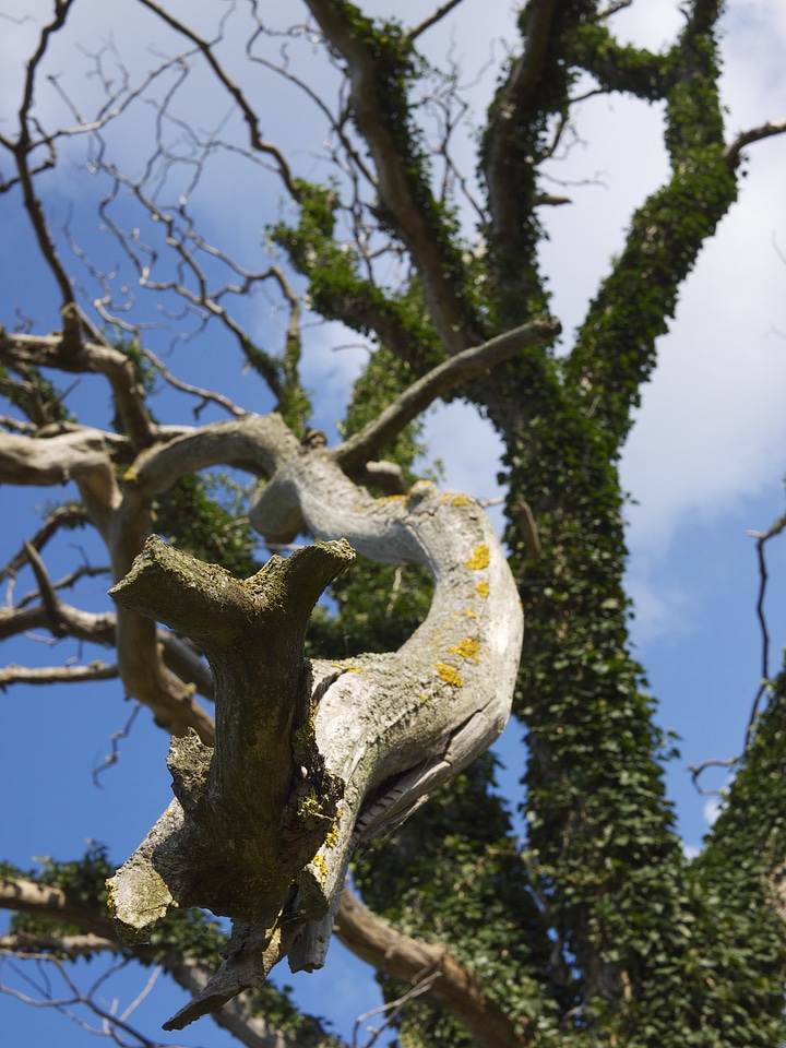 Tree organic agriculture