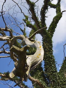 Tree organic agriculture
