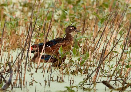 Fall Wood Duck Huron Wetland Management District South Dakota