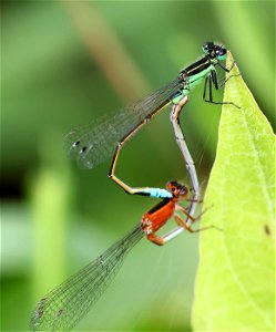 FORKTAIL, RAMBUR'S (Ischnura ramburii) (05-29-2023) pocosin nat wildlife refuge, tyrrell co, nc -03