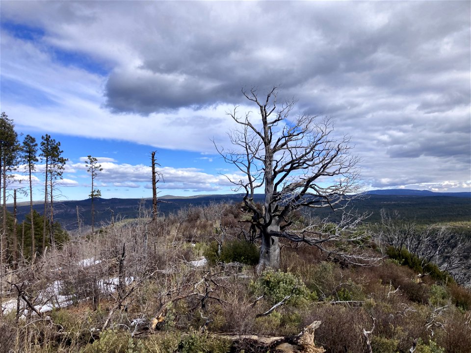 A.B. Young Trail