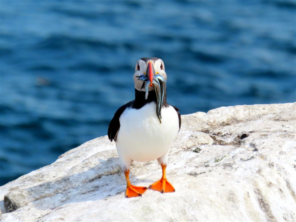 Puffin with Sand Eels