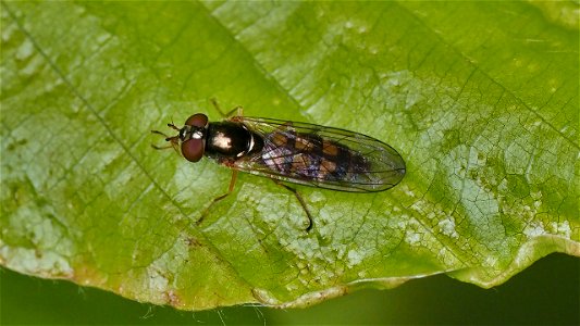Melanostoma scalare (Matte Schwarzkopf-Schwebfliege) Weibchen