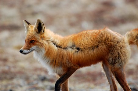 Red Fox photo