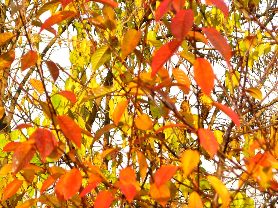 toamna2009_1127_091033