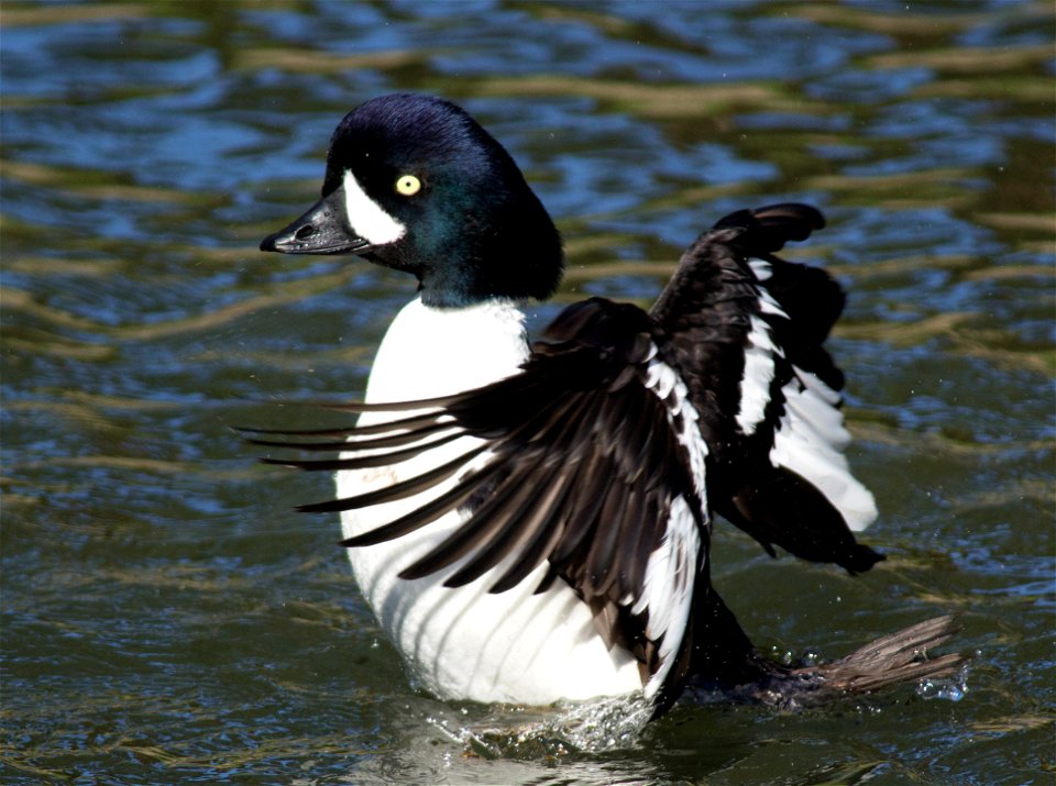 Barrow's golden-eye
