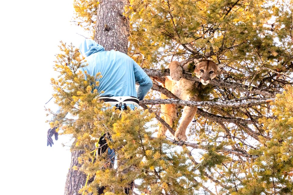 Cougar capture and collar: lowering cougar from the tree