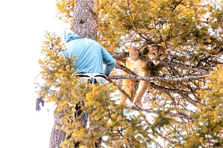 Cougar capture and collar: lowering cougar from the tree photo