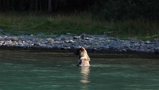 Kenai River bears