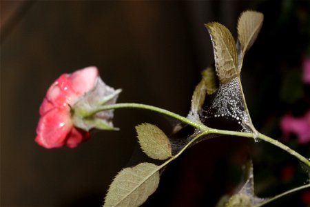 trandaf_rosumic2012_0419_195551