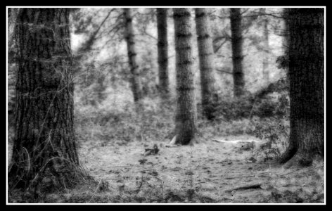 forest walk photo