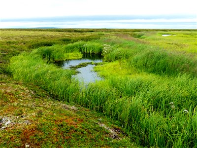 Wetland, Old Chevak, Alaska photo