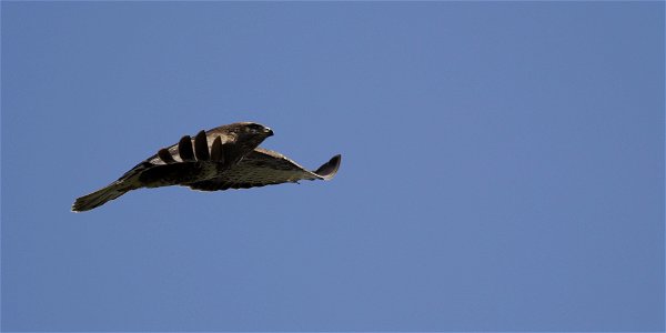 Mäusebussard photo