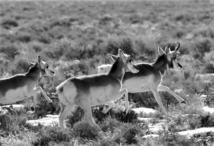 Pronghorn at Seedskadee National Wildlife Refuge