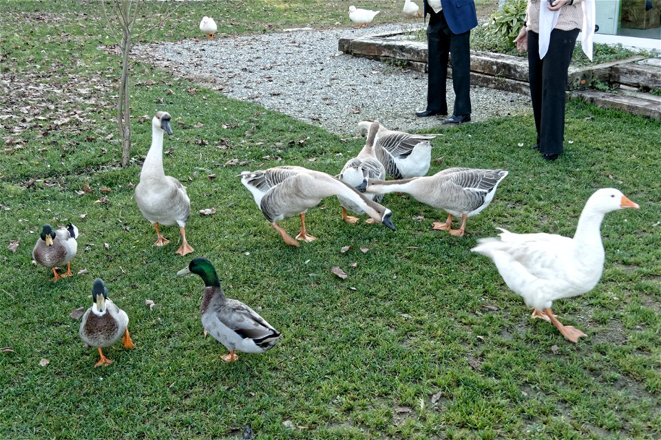 Pranzo Campani 2018