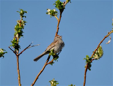 American Tree Sparrow photo
