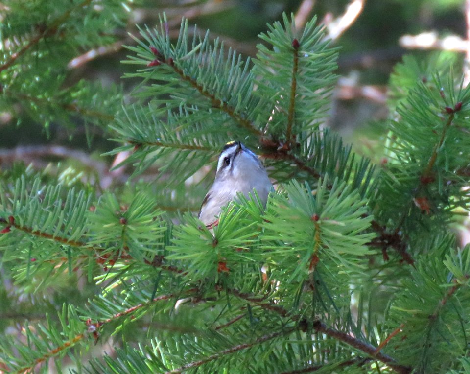 707 - GOLDEN-CROWNED KINGLET (10-28-2022) tolowa dunes s p, del norte co, ca -03