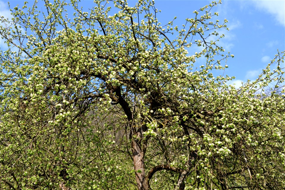 Spring ,April 2023