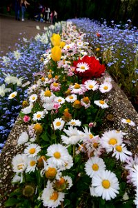 japanes_garden_rain_Herastrau (20)