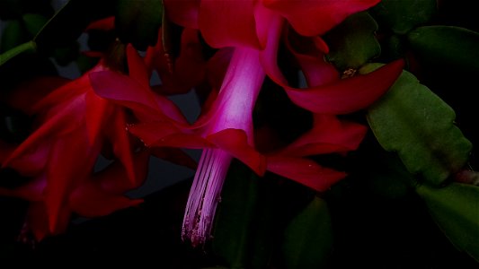 Christmas-cacti_2023_0208_151851